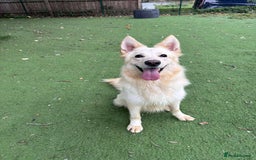 Mixed Breed dogs for adoption: Lovely Ruby is looking for her forever home! - Image 2