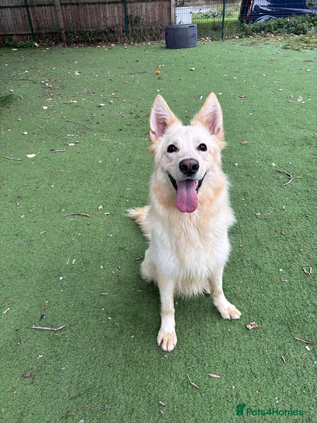 Mixed Breed dogs for adoption: Lovely Ruby is looking for her forever home! - Image 2
