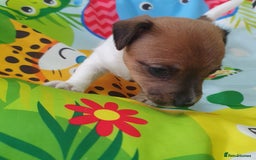 Jack Russell dogs for sale: Jack Russell puppies  - Image 8