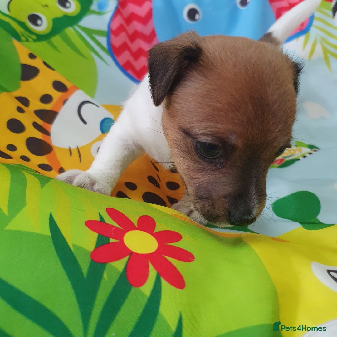 Jack Russell dogs for sale: Jack Russell puppies  - Image 8