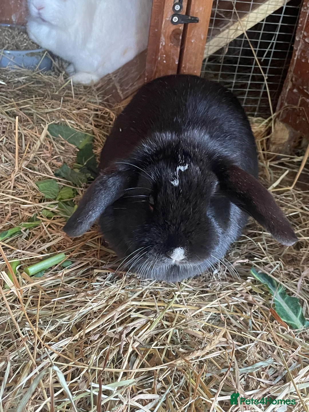 Mini Lop rabbits for sale: Female mini lop  - Advert 2