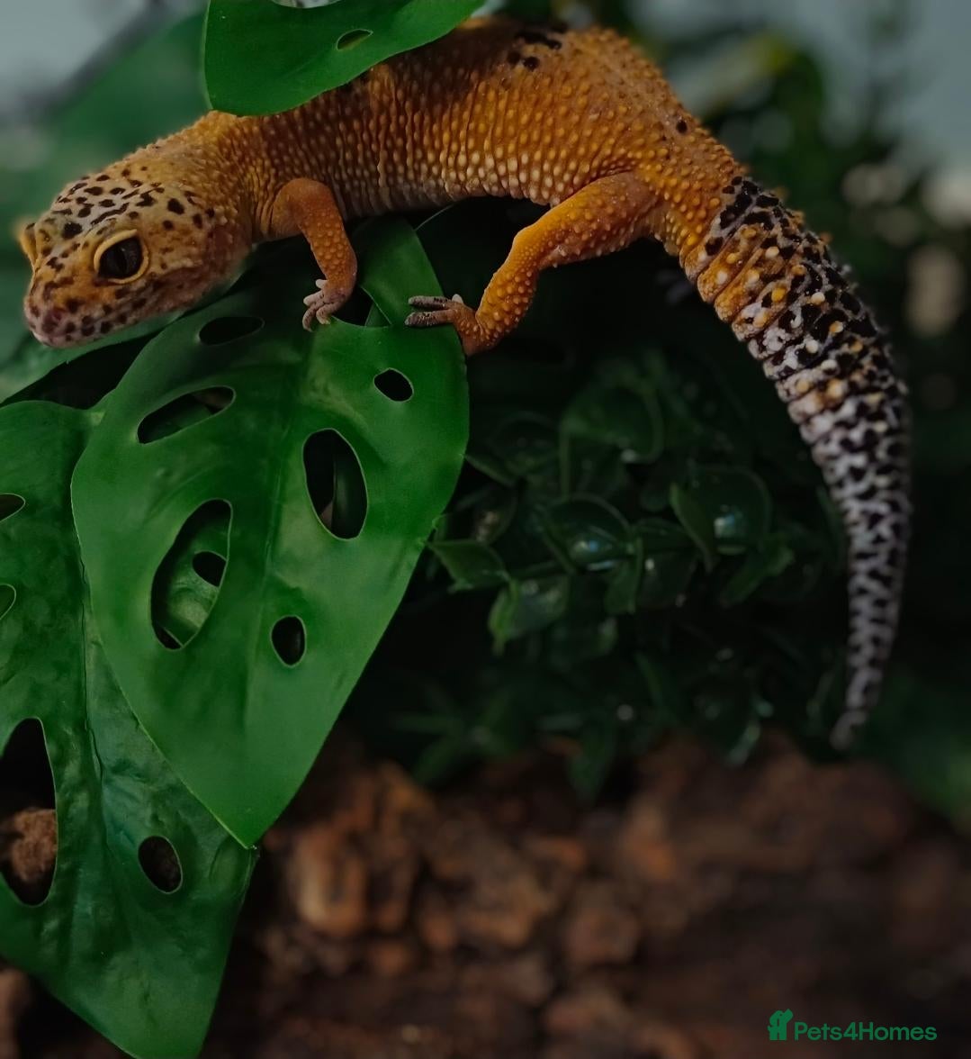 Leopard Gecko reptiles Female Leopard gecko  - Advert 2