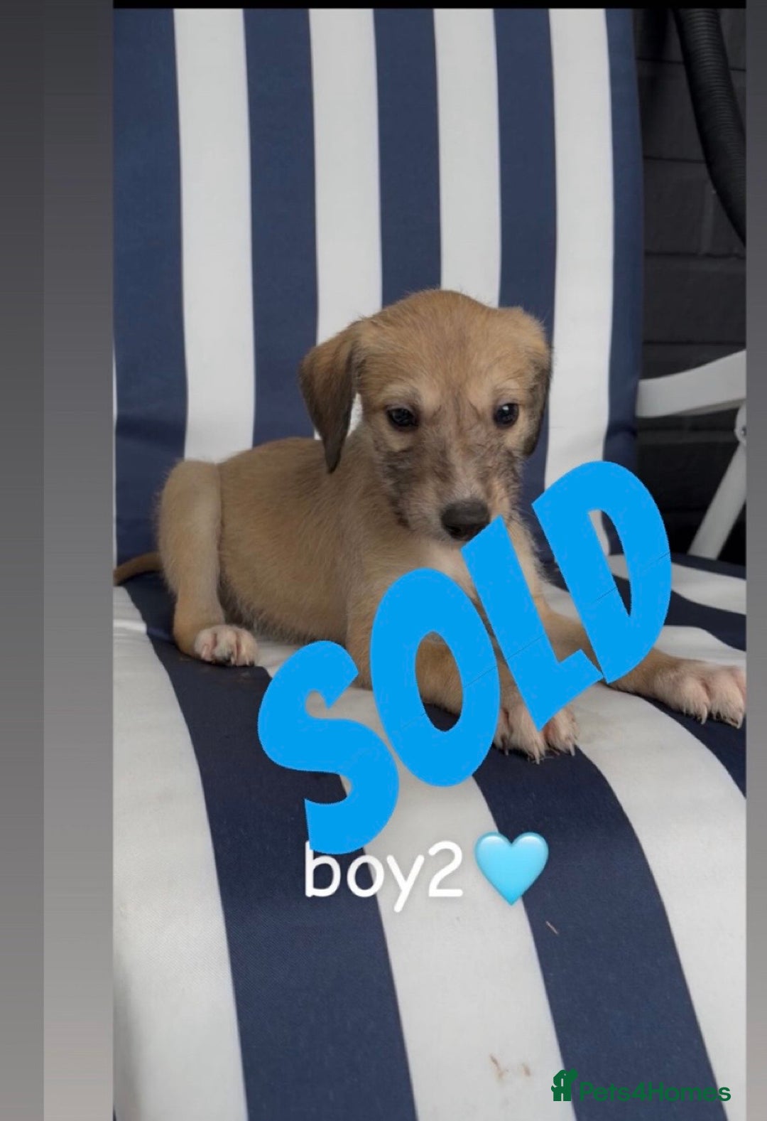 Lurcher dogs for sale: Beddlington whippet saluki greyhound  - Image 8