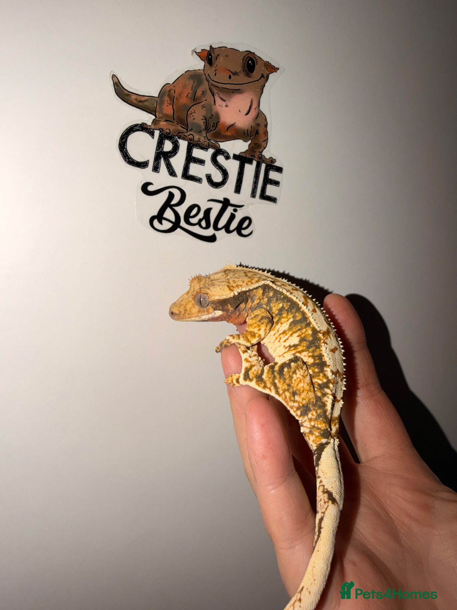 Gecko reptiles Stunning crested gecko - Advert 2