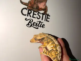 Gecko reptiles Stunning crested gecko - Advert 2