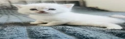 Scottish Fold cats for sale: Scottish fold and straight kittens - Advert 7