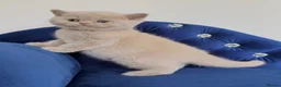 British Shorthair cats for sale: Lovely lilac British shorthair kittens. - Advert 14