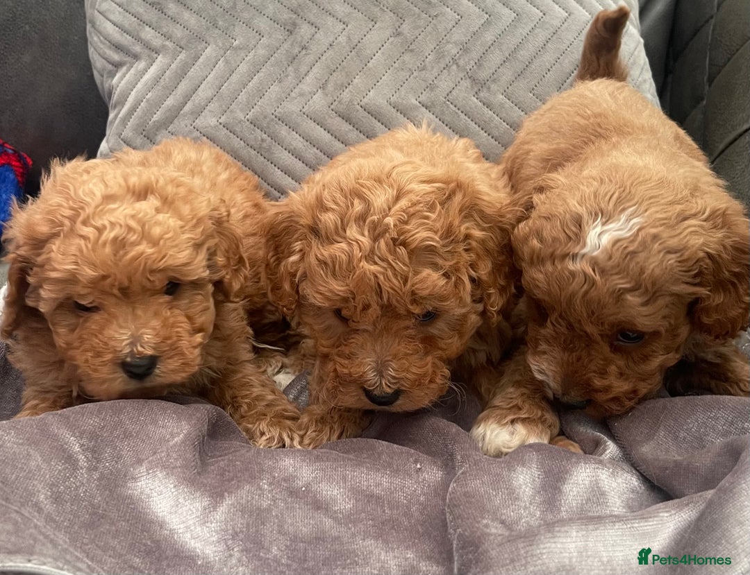 Cockapoo dogs for sale: Beautiful cockapoo pups  - Advert 4