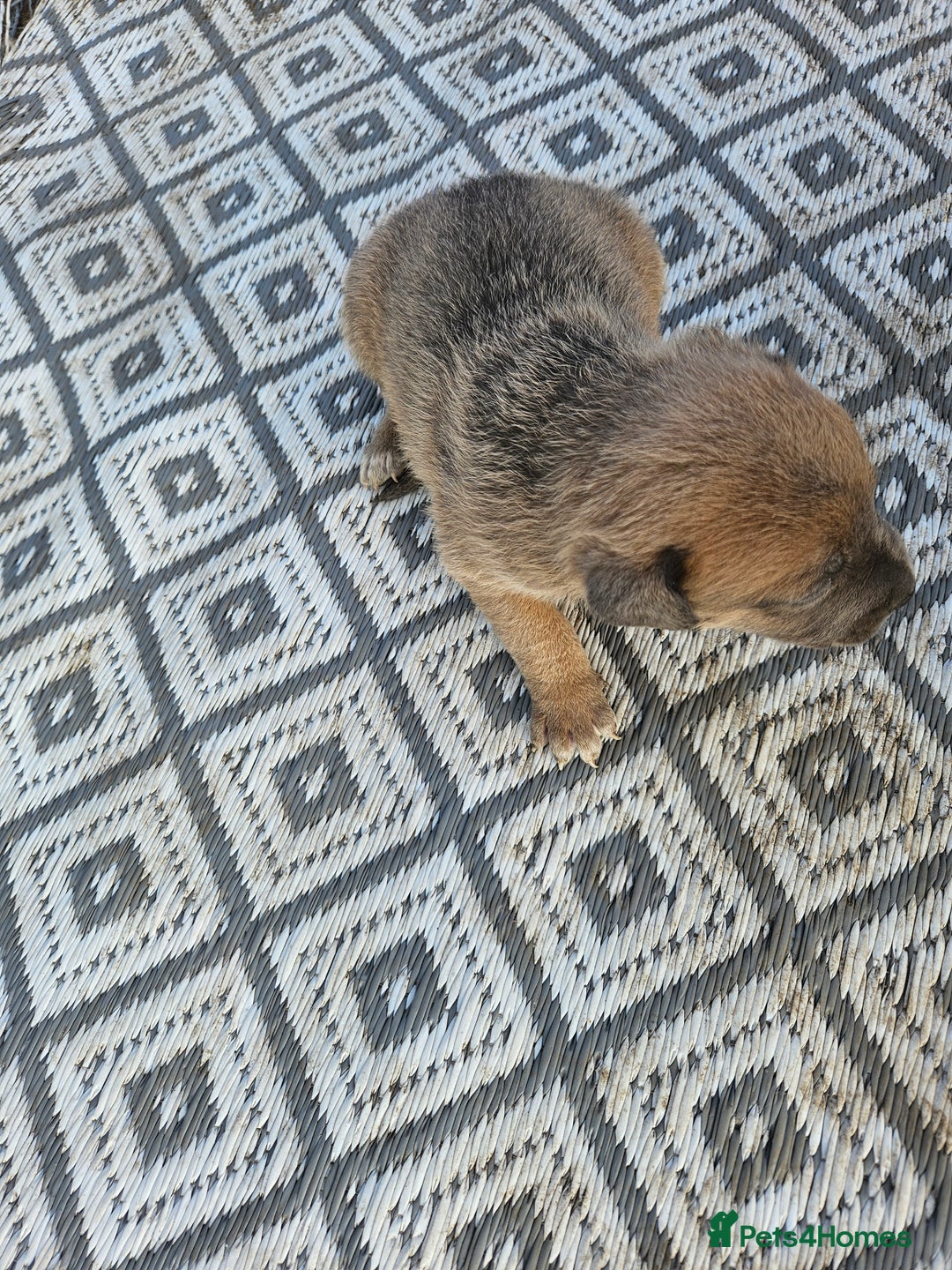 Mixed Breed dogs for sale: Belgian malinois/ border collie  - Image 23