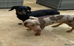Miniature Dachshund dogs for sale: Beautiful miniature dauchounds for sale  - Image 10