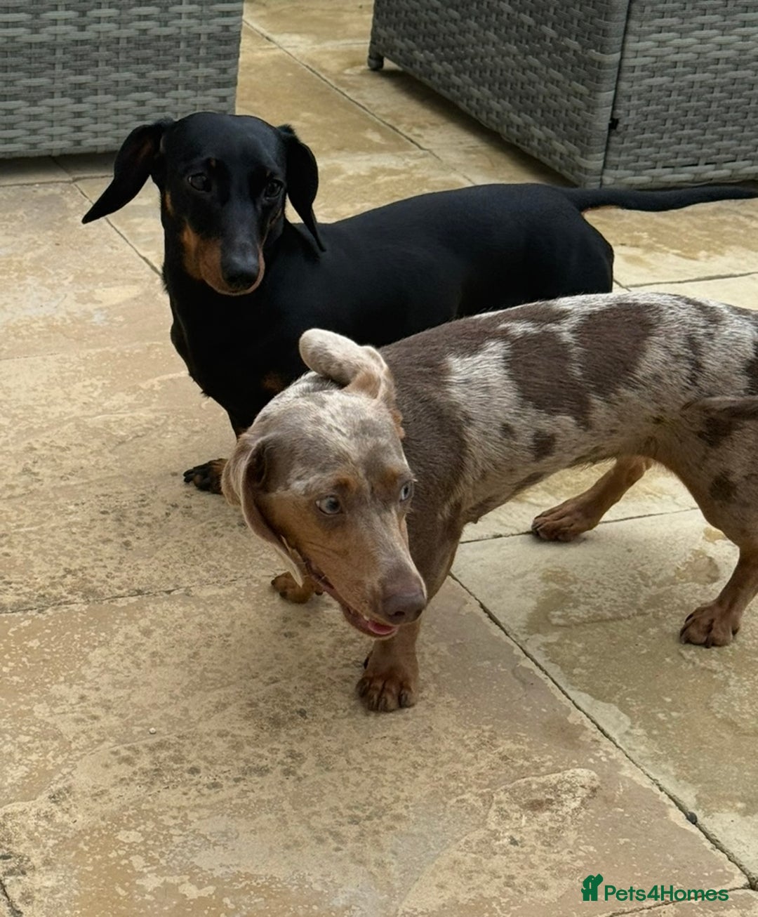 Miniature Dachshund dogs for sale: Beautiful miniature dauchounds for sale  - Image 10