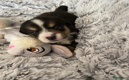 Welsh Corgi Cardigan dogs for sale: WELSH CARDIGAN CORGI BABIES FROM 5 ⭐ LICENSED HOME - Image 26