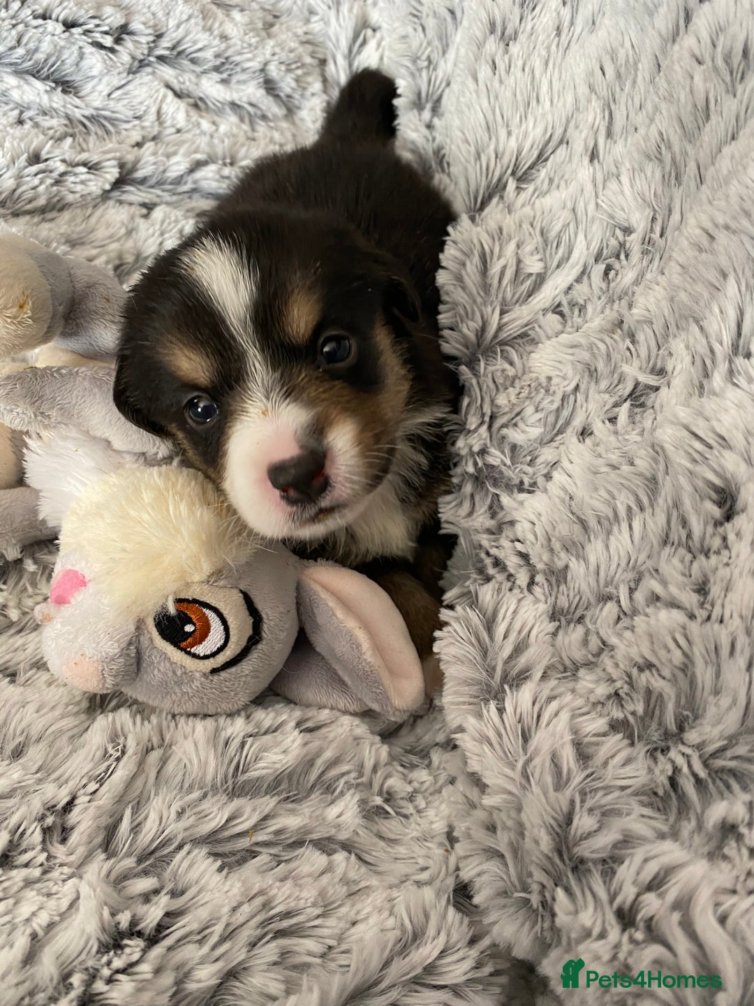 Welsh Corgi Cardigan dogs for sale: WELSH CARDIGAN CORGI BABIES FROM 5 ⭐ LICENSED HOME - Image 26