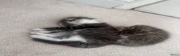 Mixed Breed cats for sale: Beautiful kittens looking for their forever homes in Plymouth - Advert 9