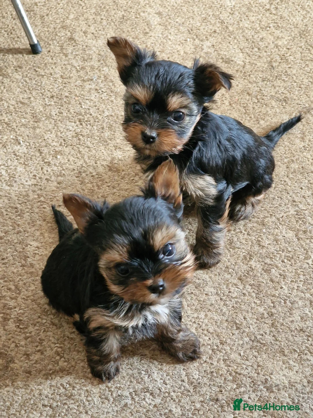Yorkshire Terrier dogs for sale: Adorable Mini Yorkie Puppies - 2 Girls 1 Boy - Advert 2