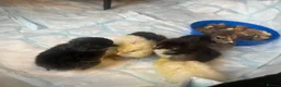 Chickens poultry for sale: Pekin Batams and copper Maran hybrid chicks  in Bridgwater - Advert 2