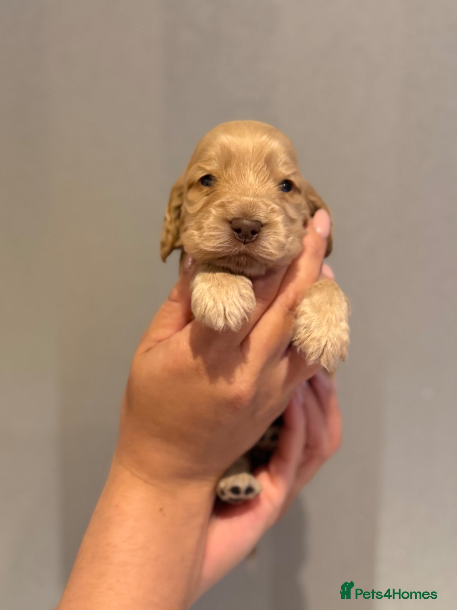 Cocker Spaniel dogs for sale: Golden & Chocolate Sable Show Cocker Puppies  in Doncaster - Advert 36