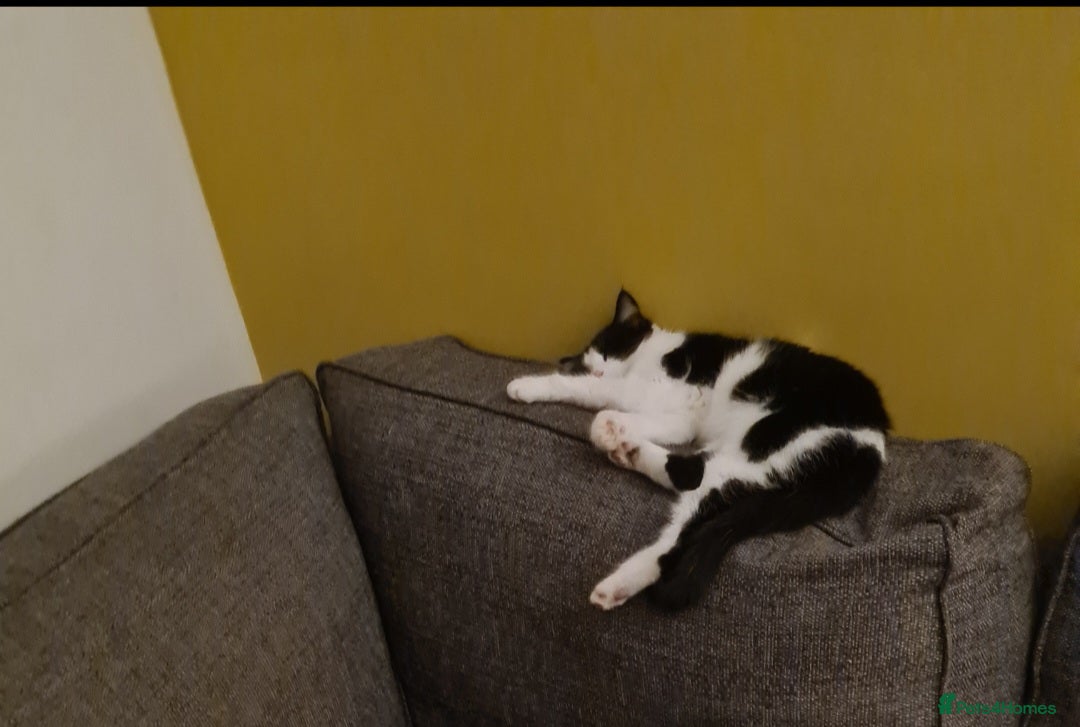 Mixed Breed cats for sale: Kittens for sale  - Image 11
