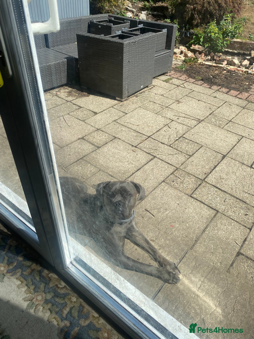 Cane Corso dogs for sale: Bonnie  - Image 1