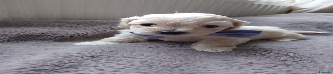 Zuchon Puppy 5