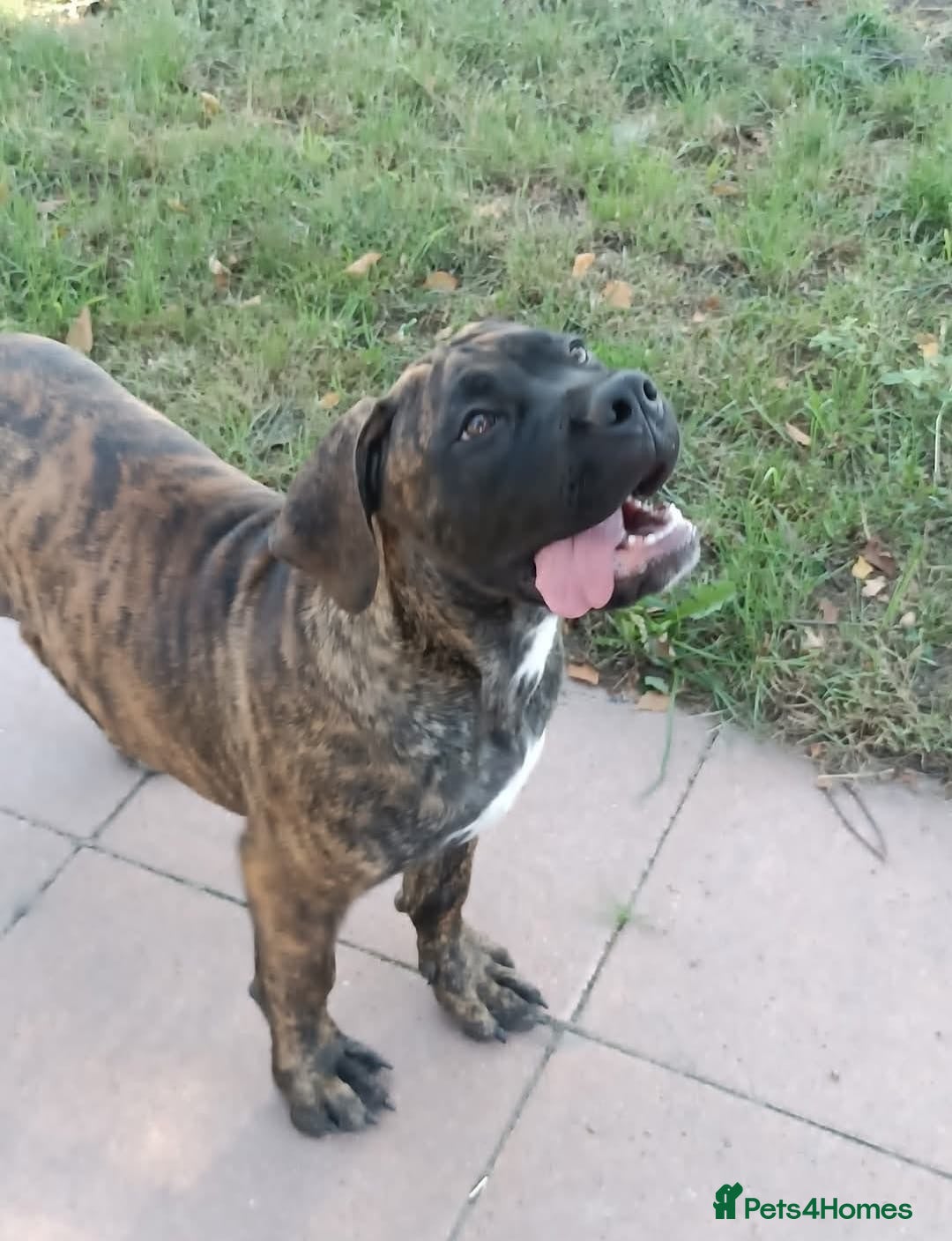 Boerboel dogs Beautiful boerboel girl available  - Advert 1