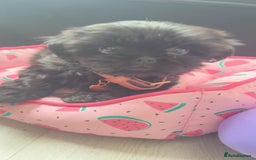 Shih Tzu dogs for sale: Baby girl for sale  - Image 4