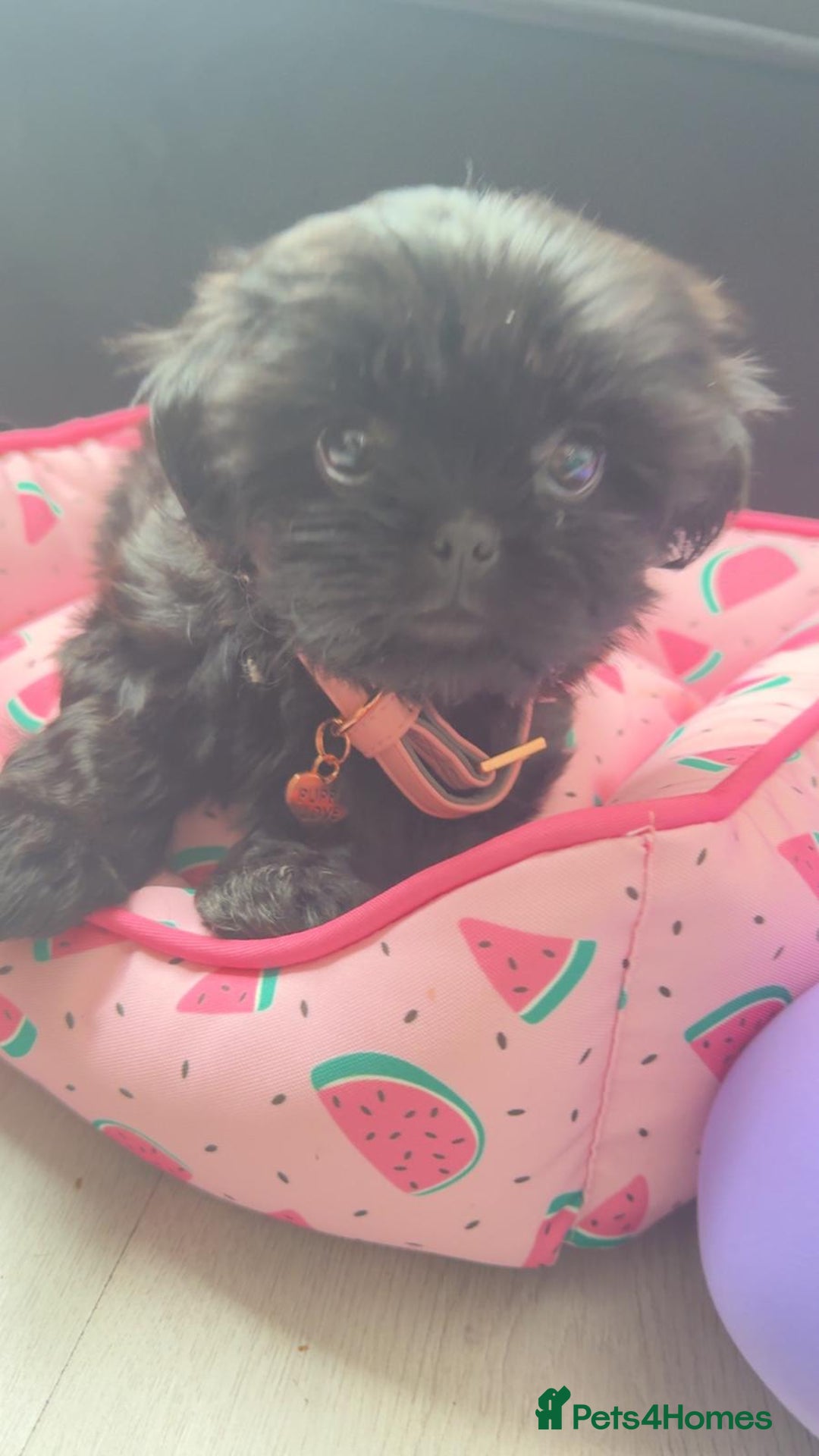 Shih Tzu dogs for sale: Baby girl for sale  - Image 4