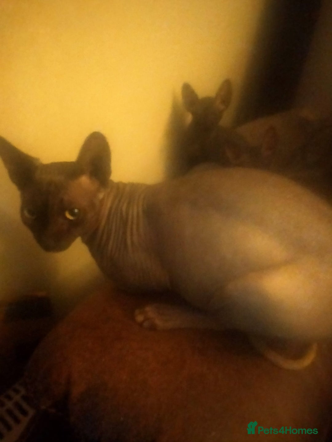 Sphynx cats for sale: FEMALE SPHYNX KITTENS  - Advert 2