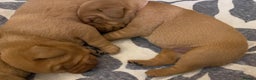 Labrador Retriever dogs for sale: Beautiful Fox Red Labrador KC Reg Puppies  - Advert 19
