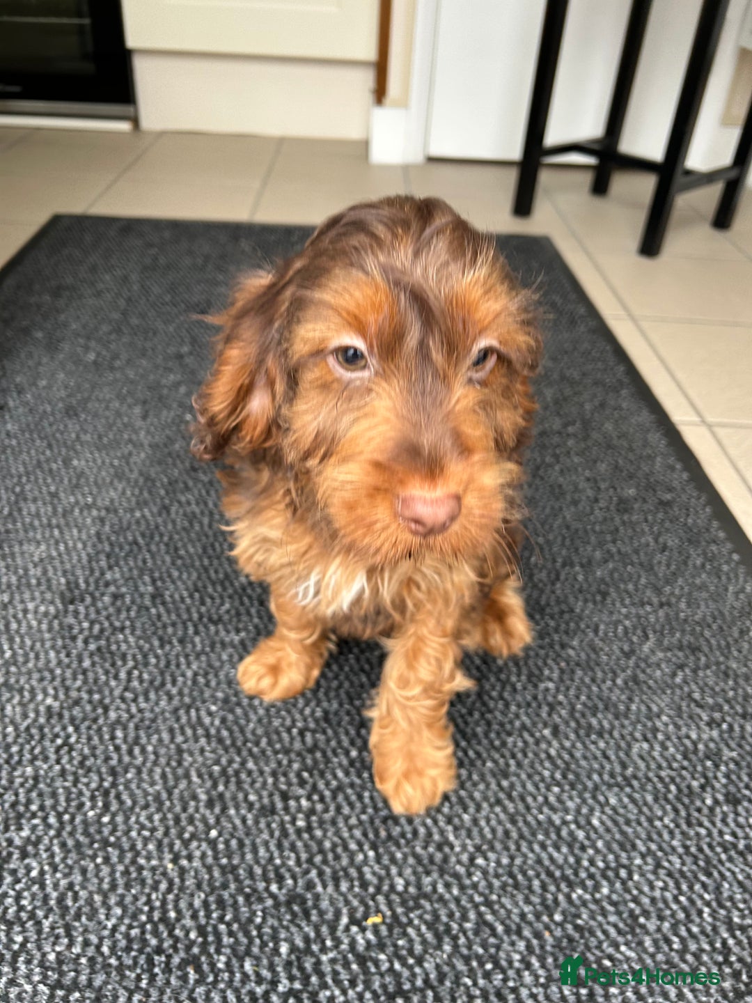 Cockapoo dogs for sale: Cockapoo  - Advert 4