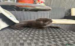 Scottish Fold cats for sale: Scottish fold and straight kittens - Image 4