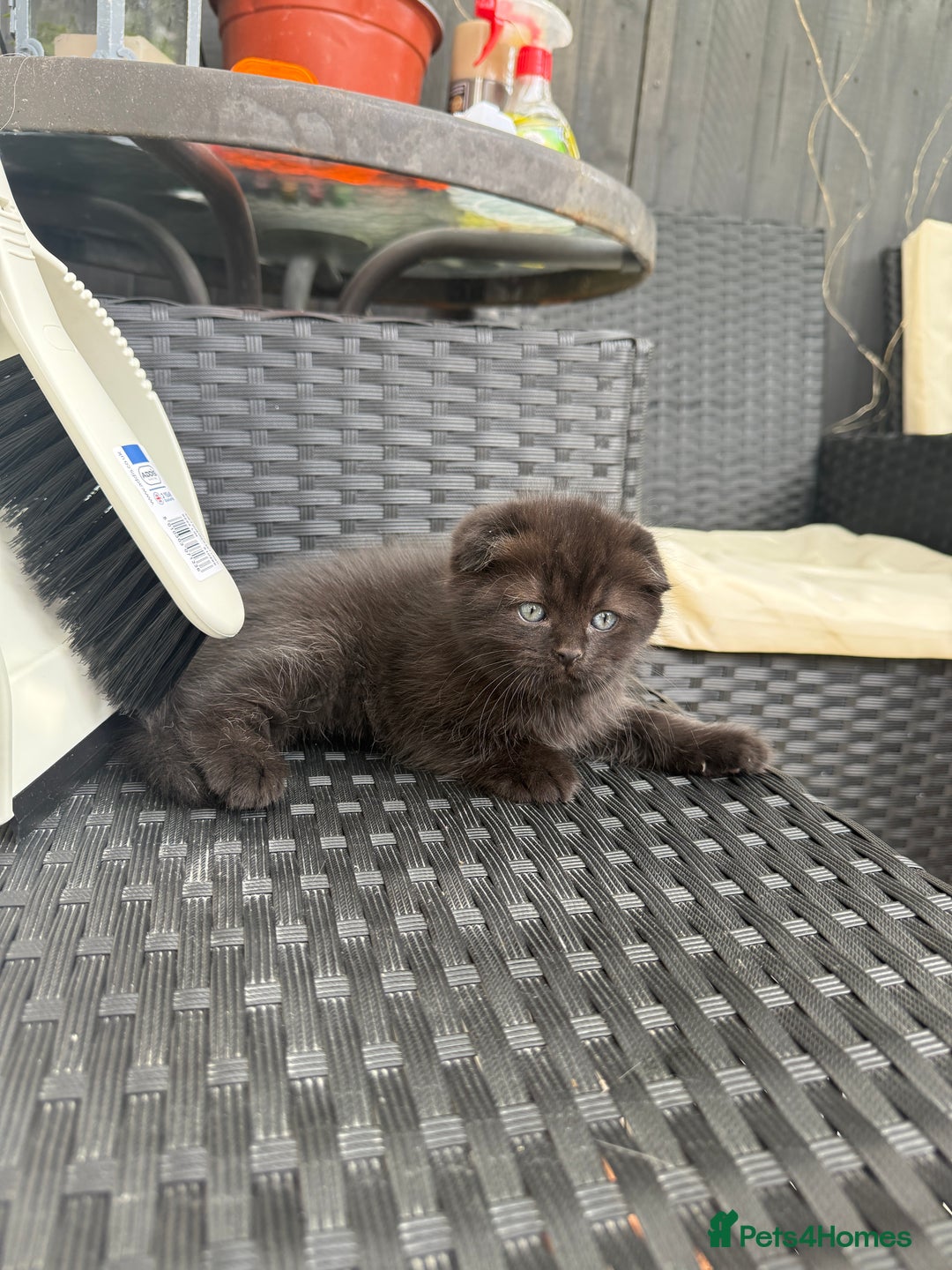 Scottish Fold cats for sale: Scottish fold and straight kittens - Image 4