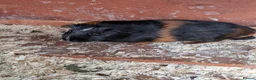 Guinea Pig rodents for sale: Very pretty baby guinea pigs ready July  - Advert 4