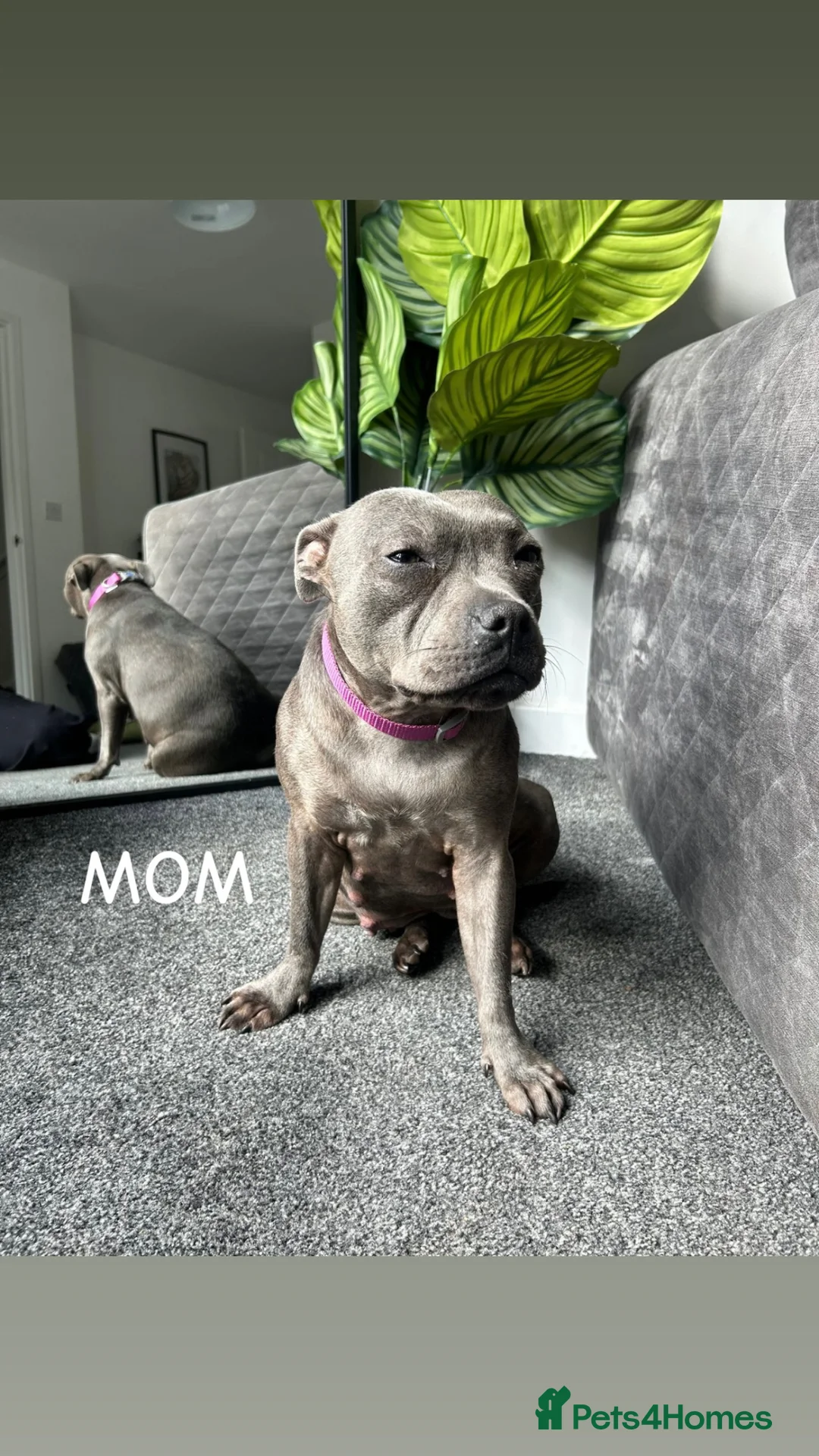 Staffordshire Bull Terrier dogs for sale: Stunning Litter From Famous Billionaire Bill Hero - Advert 2