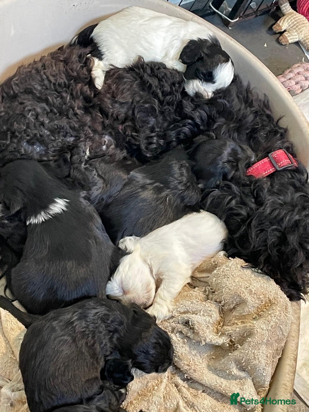 Mixed Breed dogs for sale: Stunning Sproodle x Shih Tzu pups ready 26/1 - Advert 16