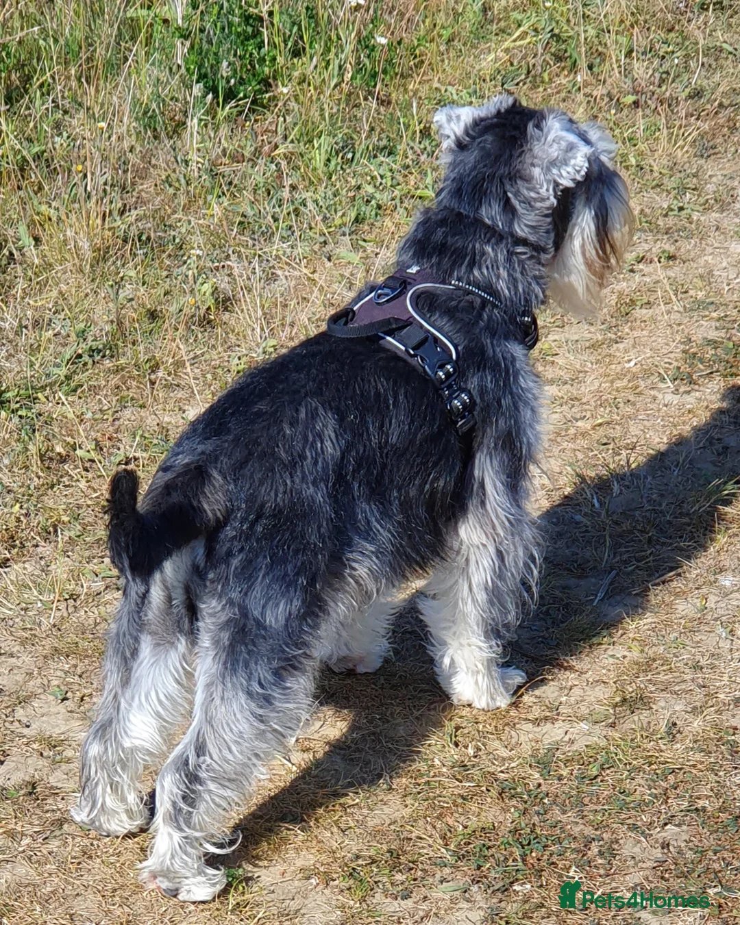 Miniature Schnauzer dogs for stud: Handsome black and silver Miniature Schnauzer  in Cambridge - Advert 13