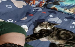 Siberian cats for sale: Siberian cross tabby kitten  - Image 8