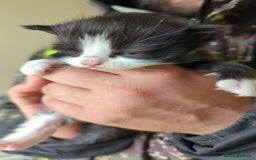 Mixed Breed cats for sale: Kittens - Image 4