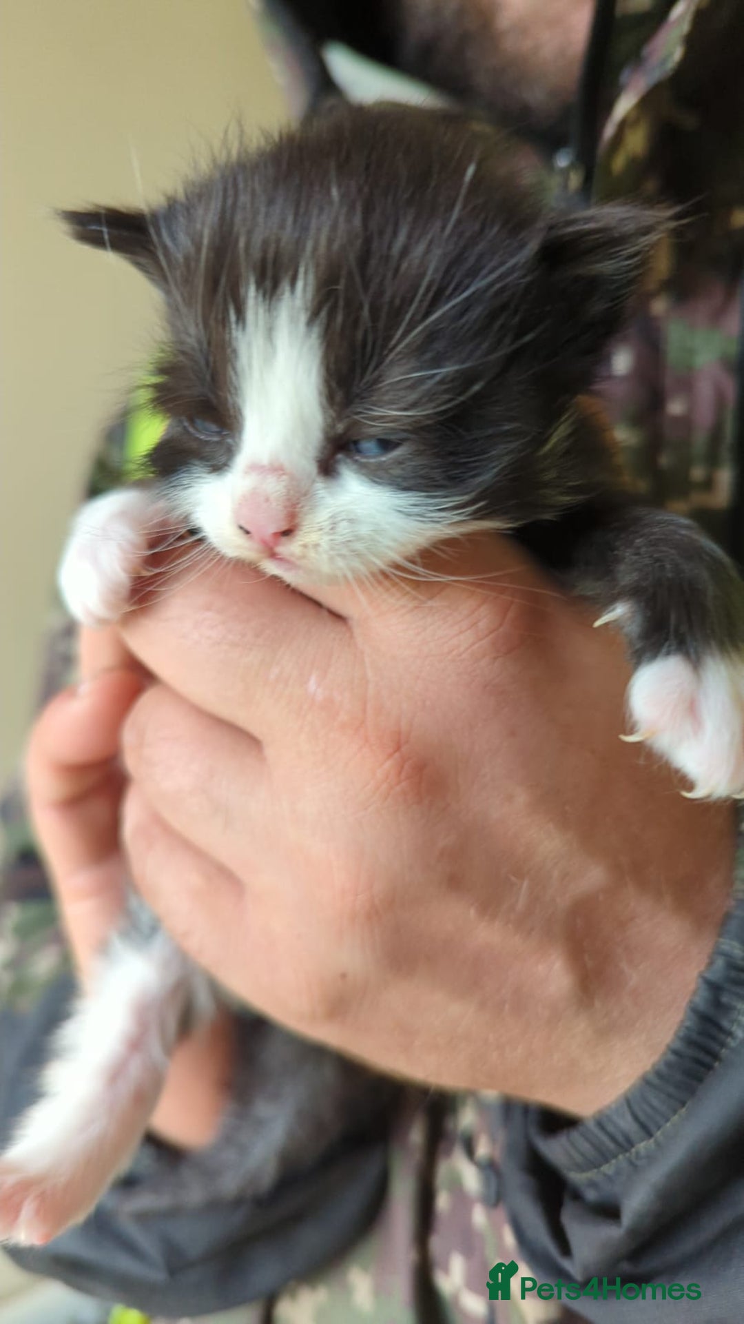 Mixed Breed cats for sale: Kittens - Image 4