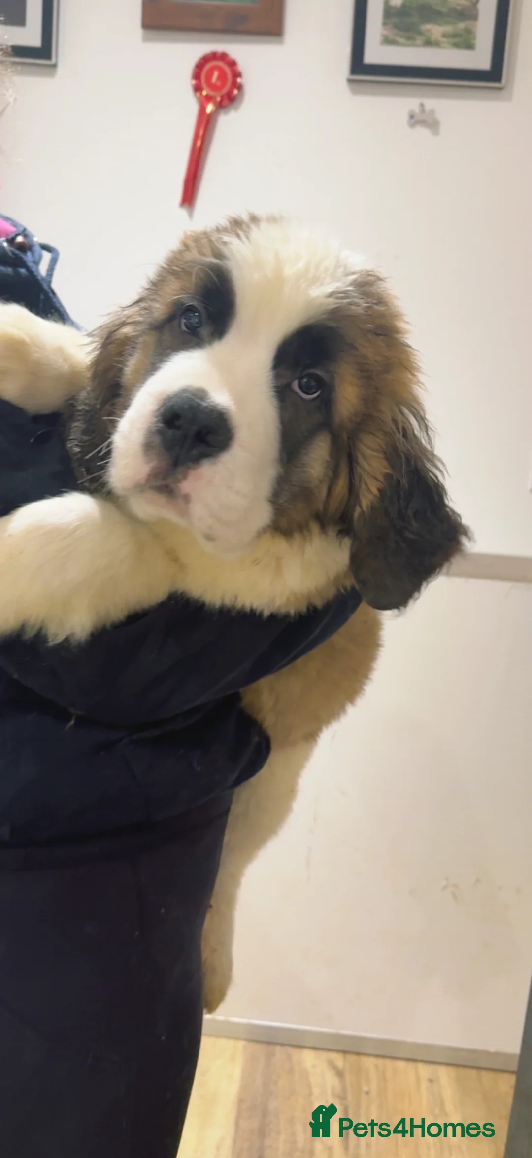 Saint Bernard dogs for sale: Beautiful Saint Bernard baby bears for sale - Advert 4