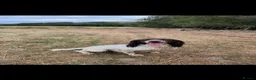 Springador dogs for sale: Lovely springerdor puppies  in Denbigh - Advert 4