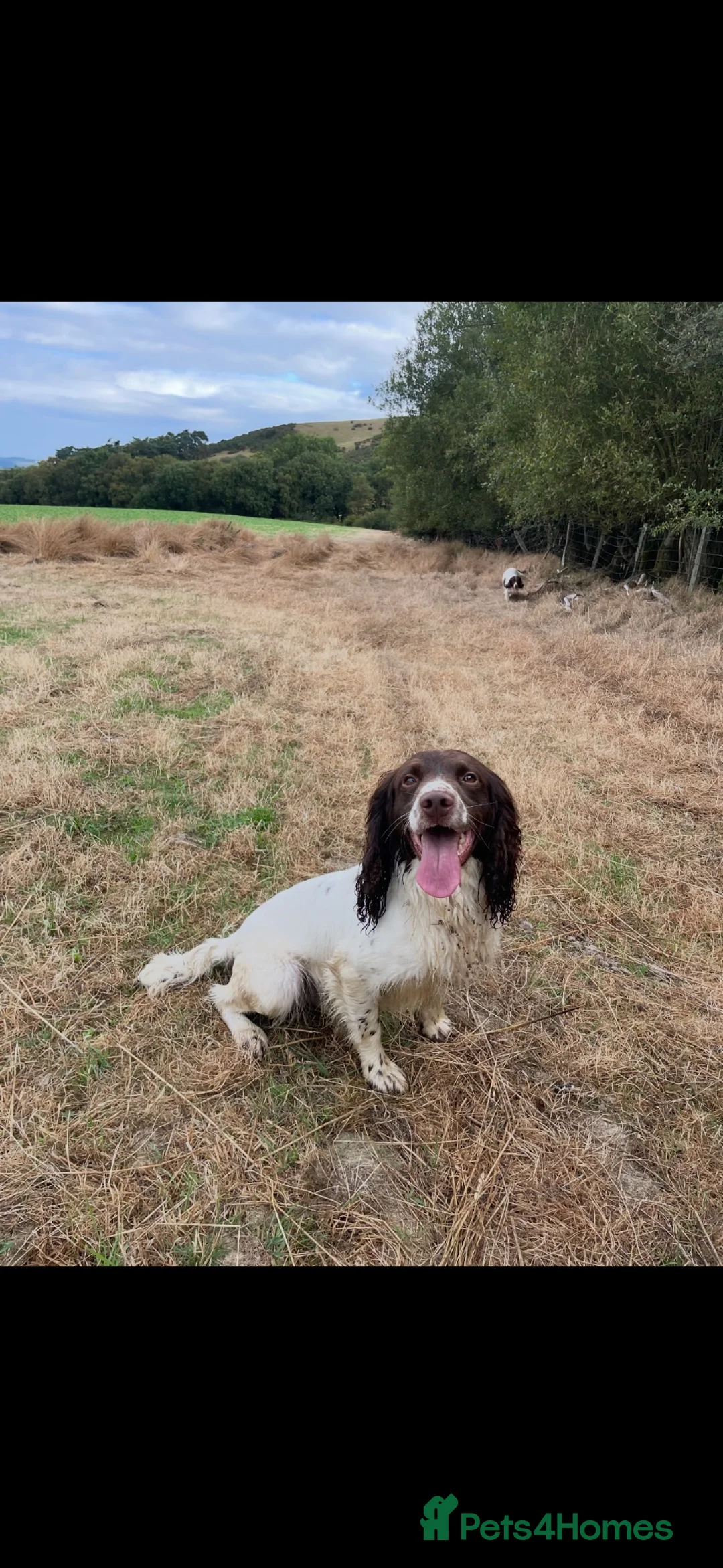 Springador dogs for sale: Lovely springerdor puppies  in Denbigh - Advert 4