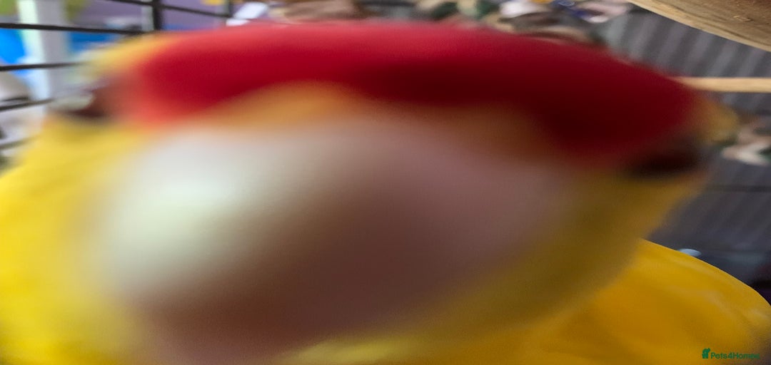 Gallery Image {{count}}