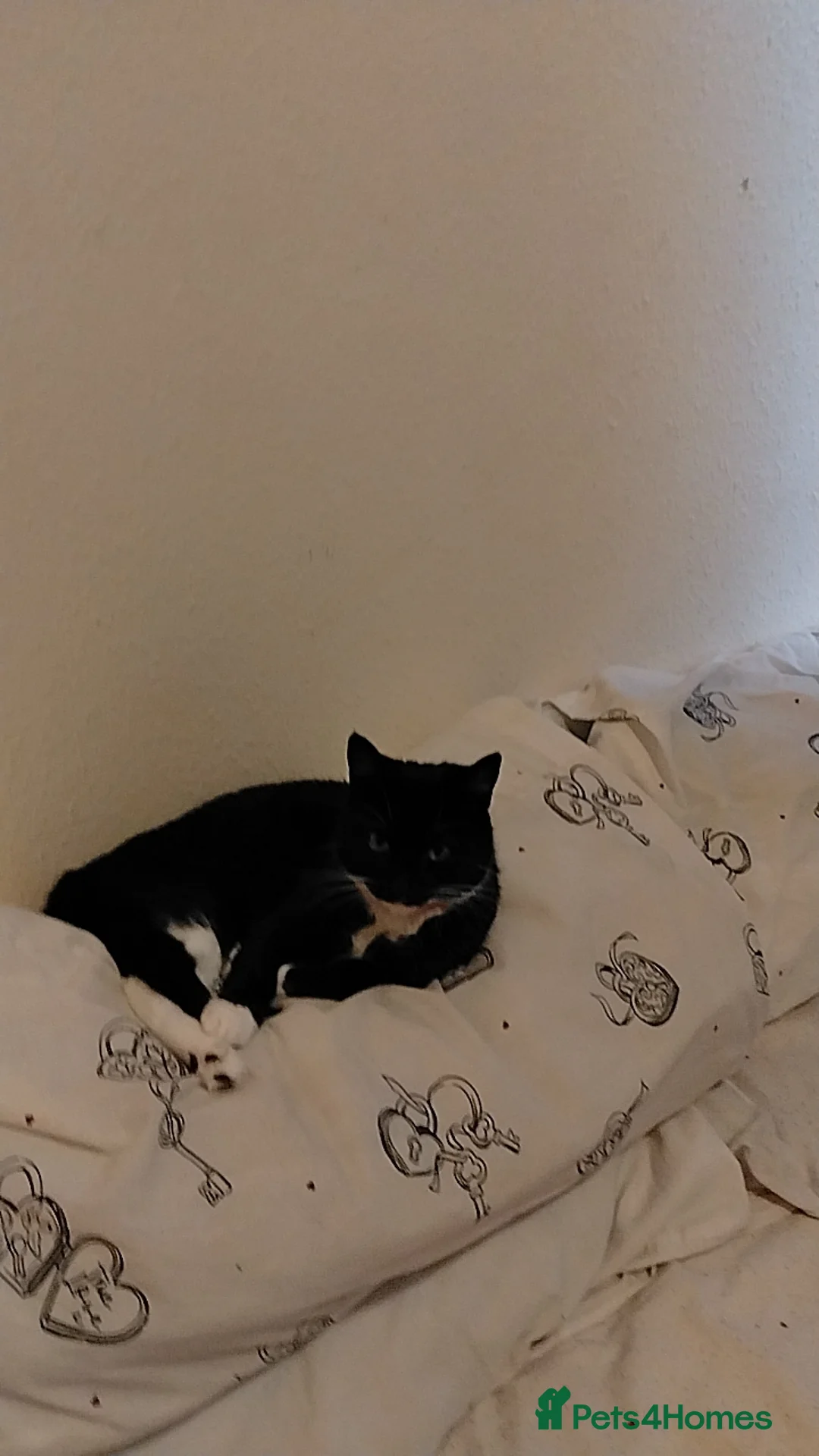 Mixed Breed cats for sale: 3 months old female kitten  - Advert 2