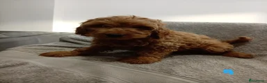 Cockapoo 1