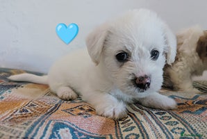 Cavachon dogs - Advert 1