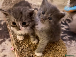 Ragdoll cats Beautiful Persia dolls - Advert 5