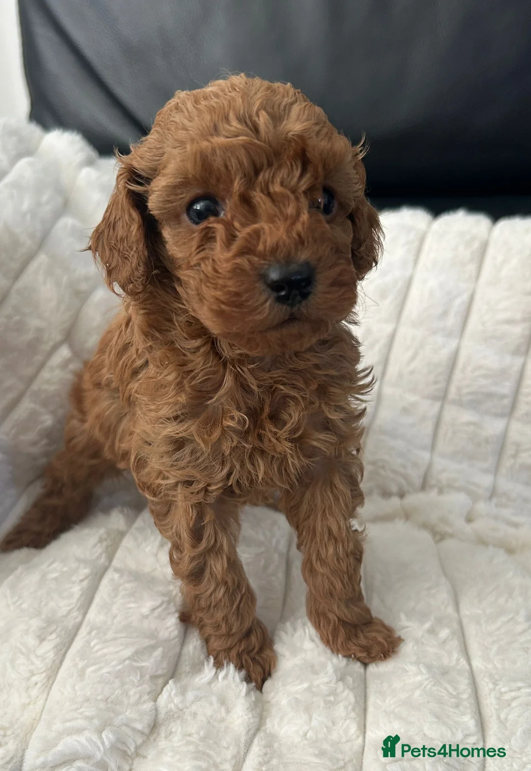 Toy Poodle dogs for sale: Beautiful tiny Toy Poodles  - Advert 2