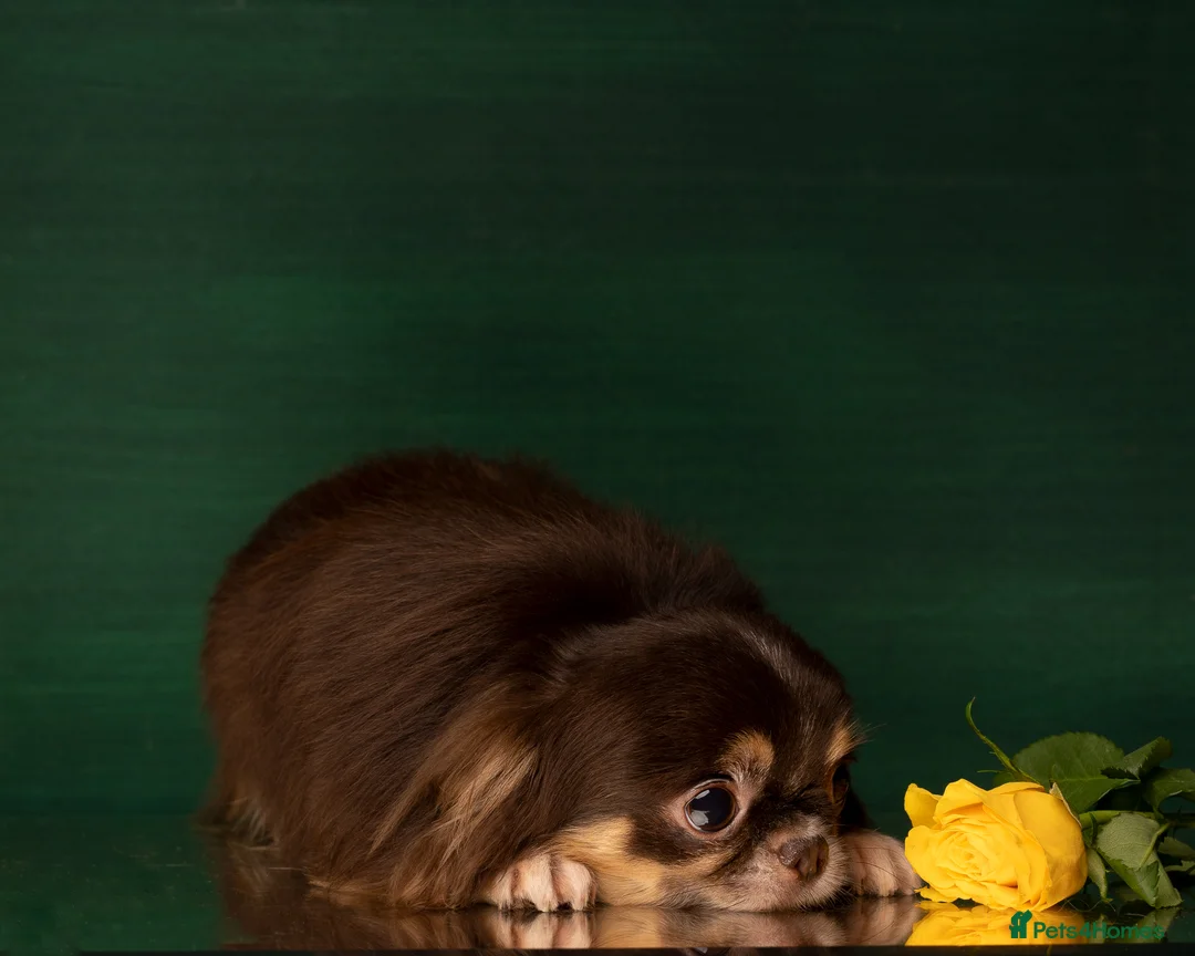 Chihuahua dogs for stud: Extra tiny chocolate and tan stud dog DNA tested in Rotherham - Advert 4