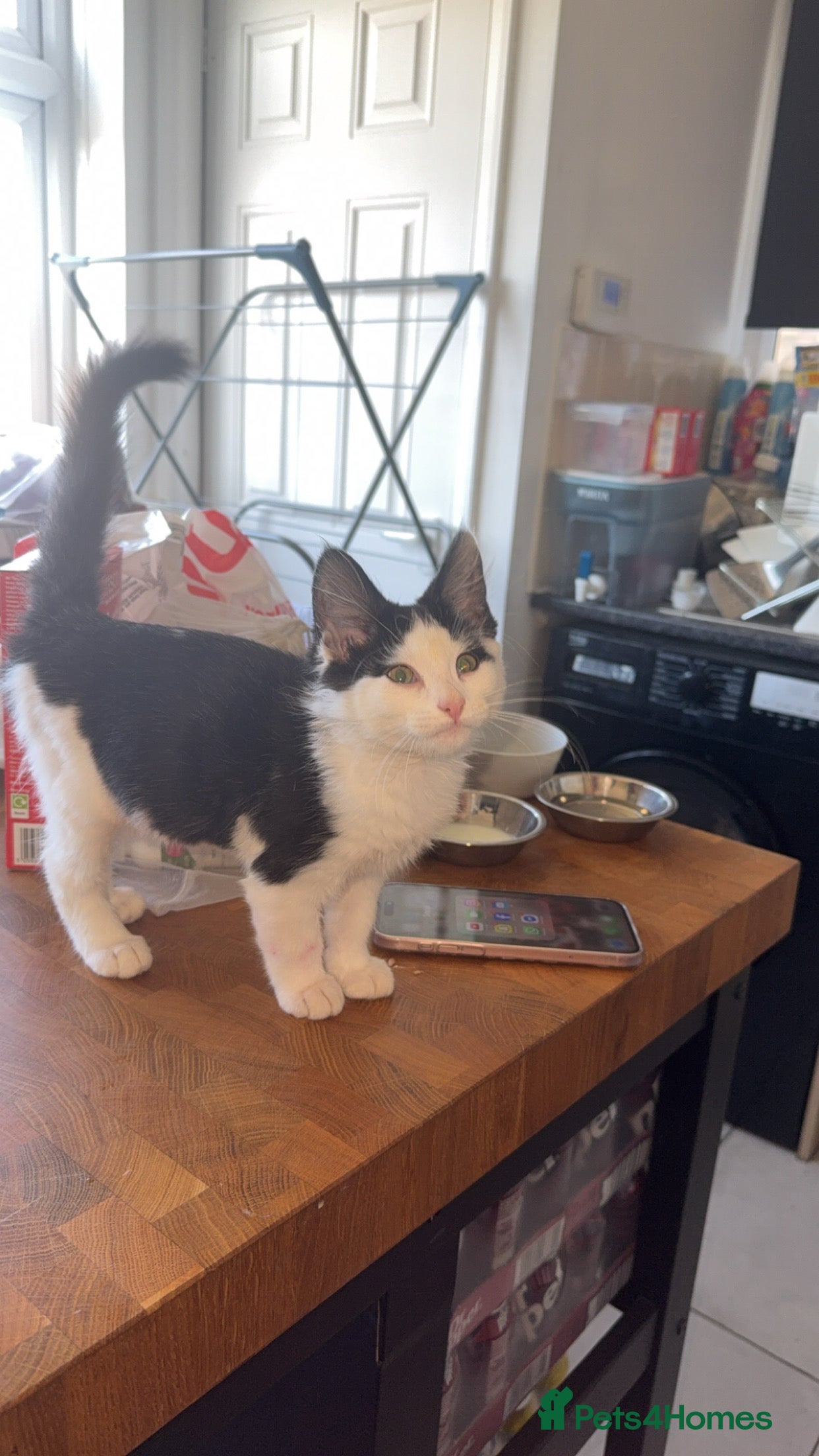 Mixed Breed cats 9 month old english shorthair  - Advert 2